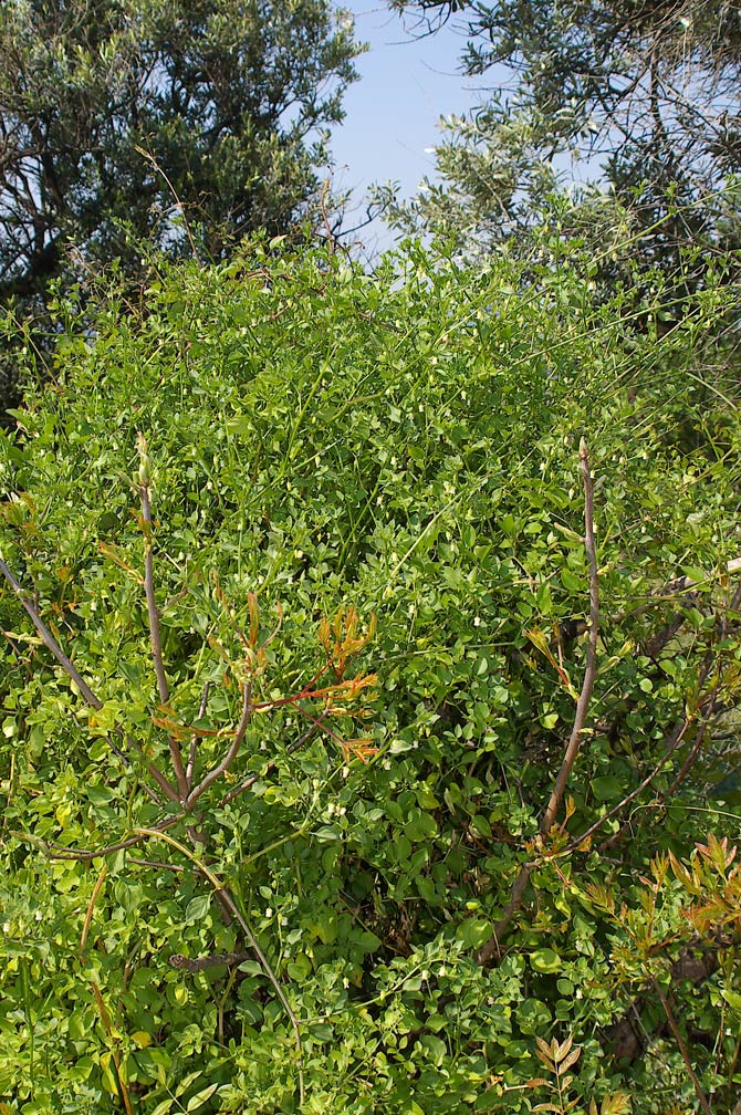 Salpichroa origanifolia / Salpicroa